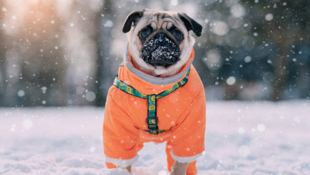 A pug in the snow wearing an orange jacket