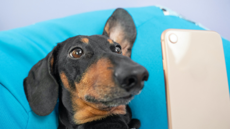 dachsund looking at smartphone