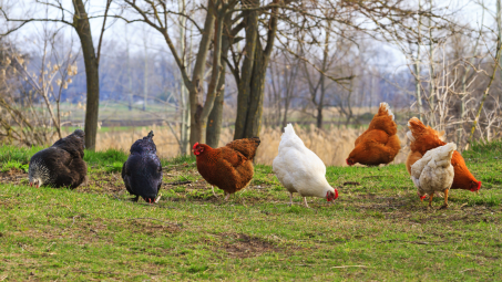 Free range chickens roaming a lush green yard