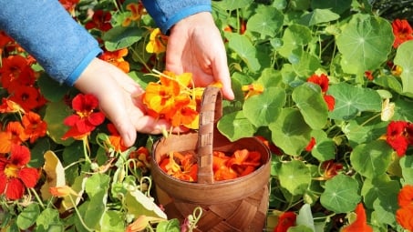 Nasturtiums in garden