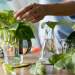 A woman placing plant cuttings into glass jars