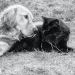 Golden retriever and black cat outside