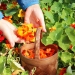 Nasturtiums in garden