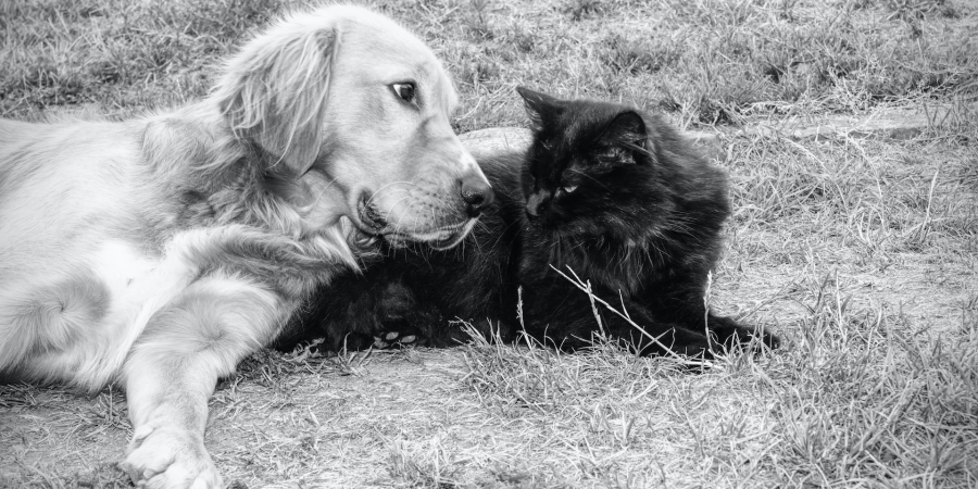 Golden retriever and black cat outside