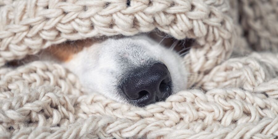 A dog's nose poking out from a wool blanket