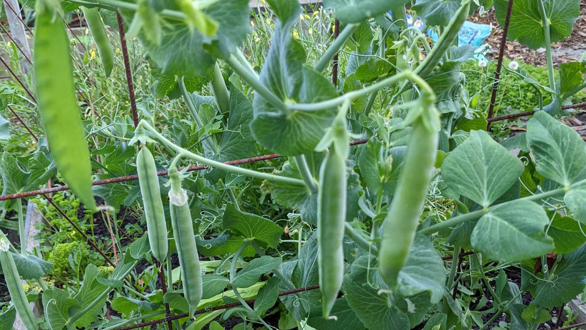 Fall peas