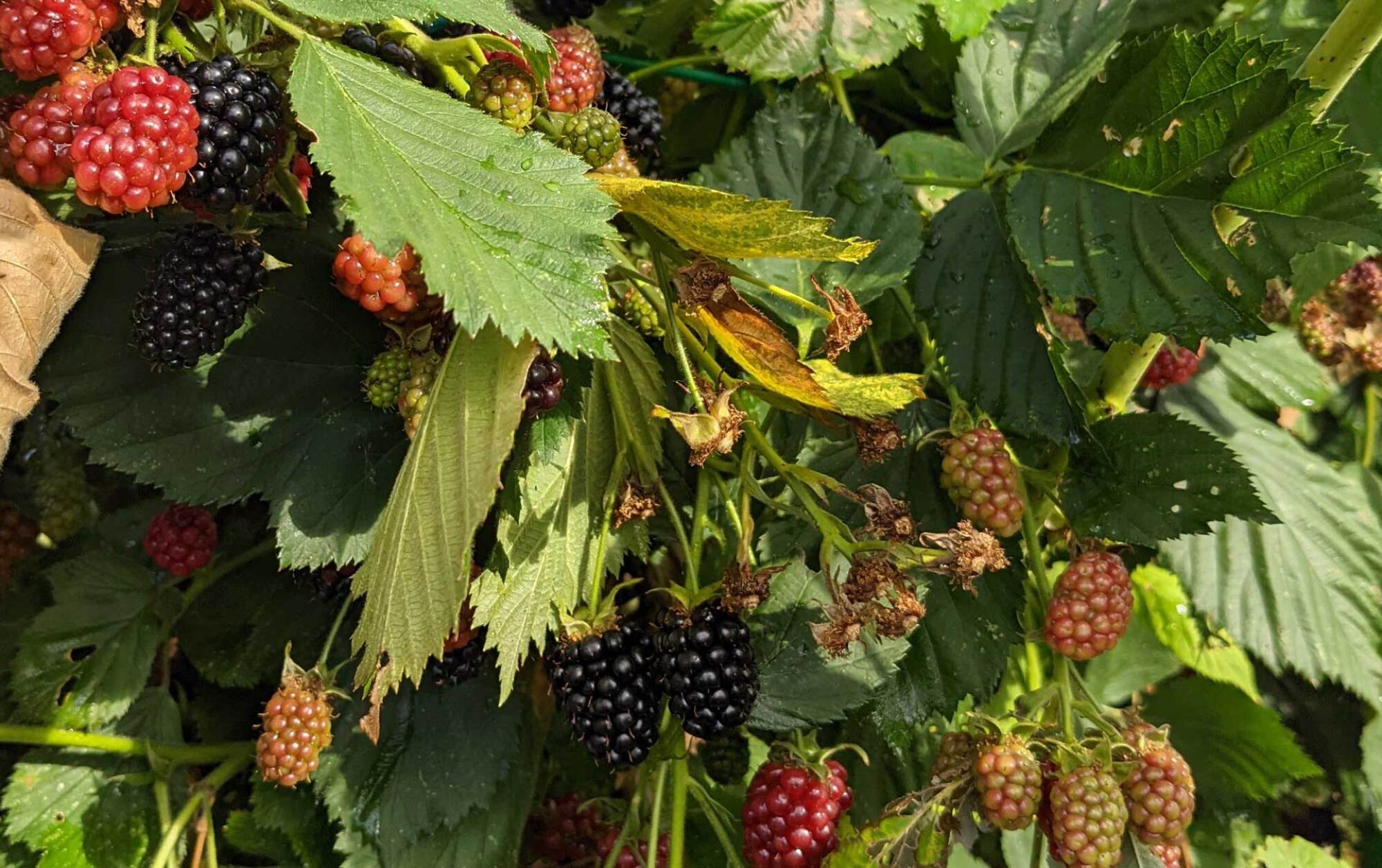 Blackberries from my garden