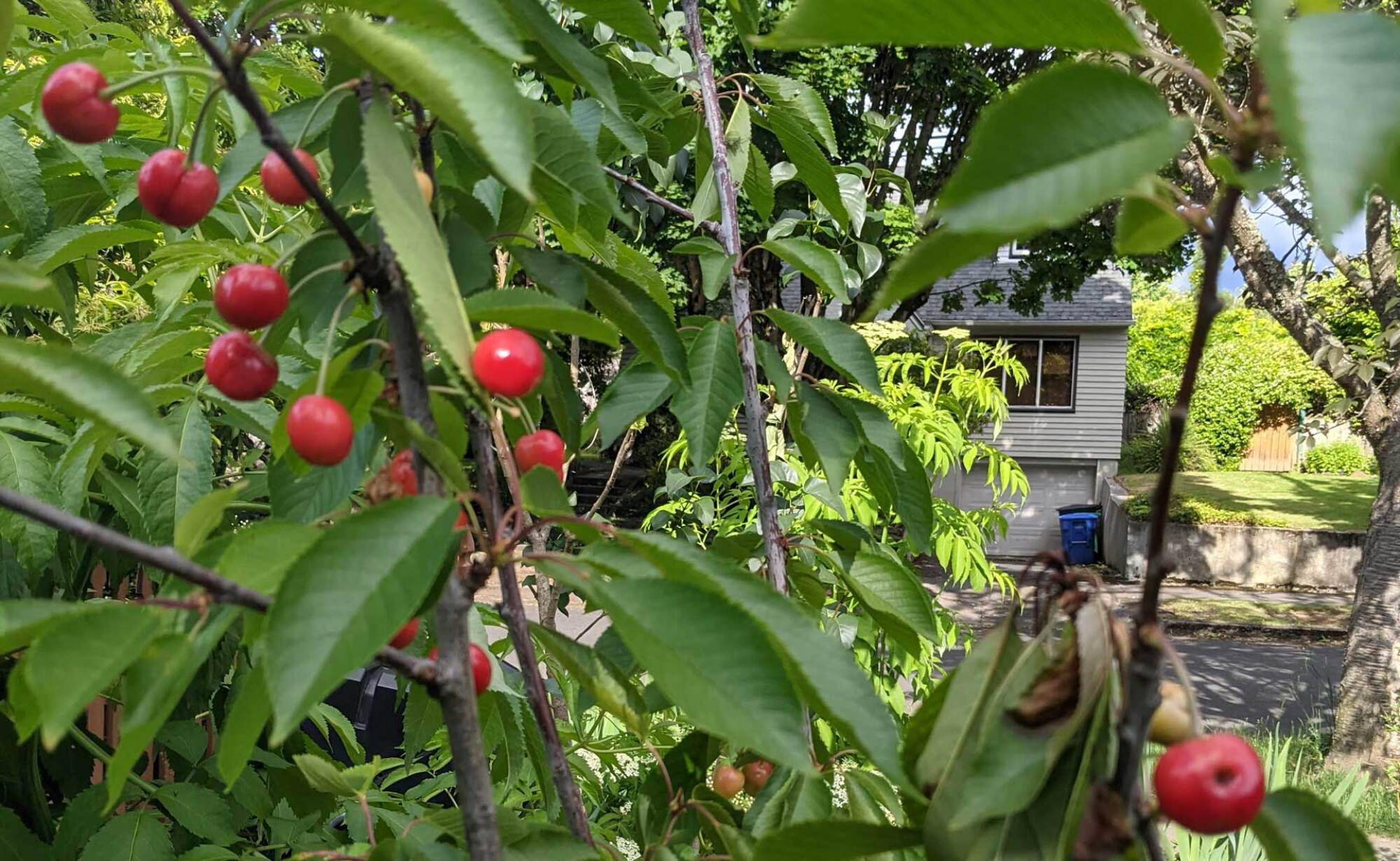 My Cherry Tree