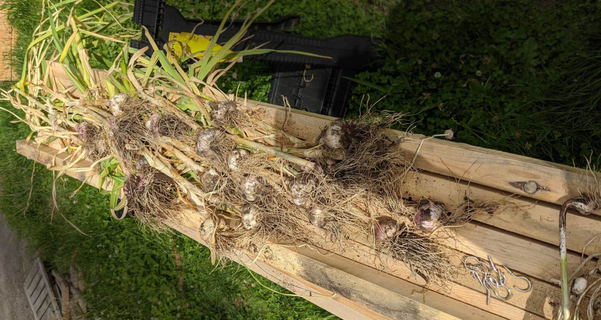 Drying garlic