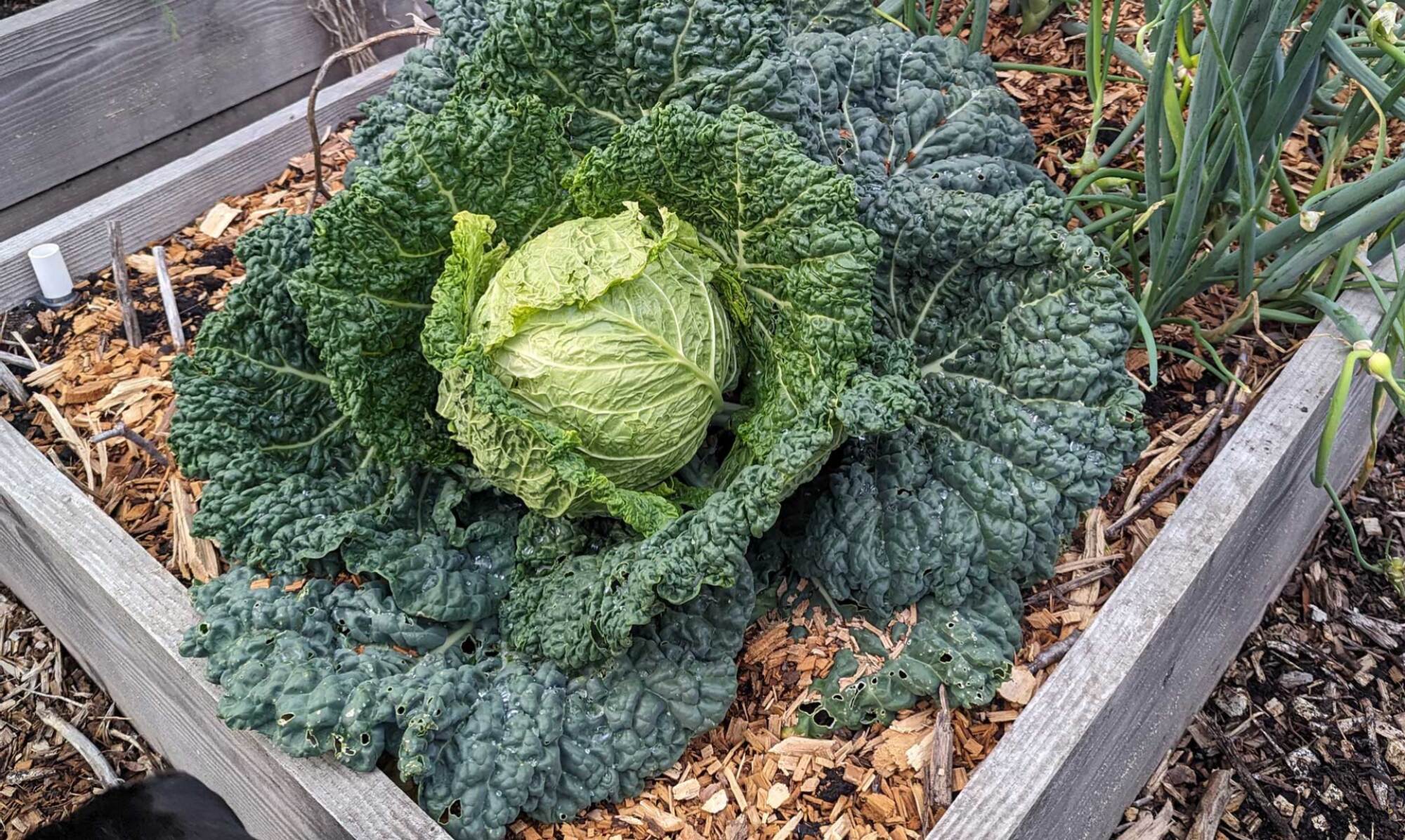 Savoy cabbage in the garden