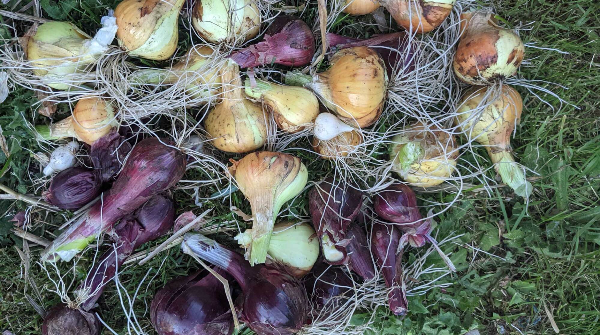 onions from garden