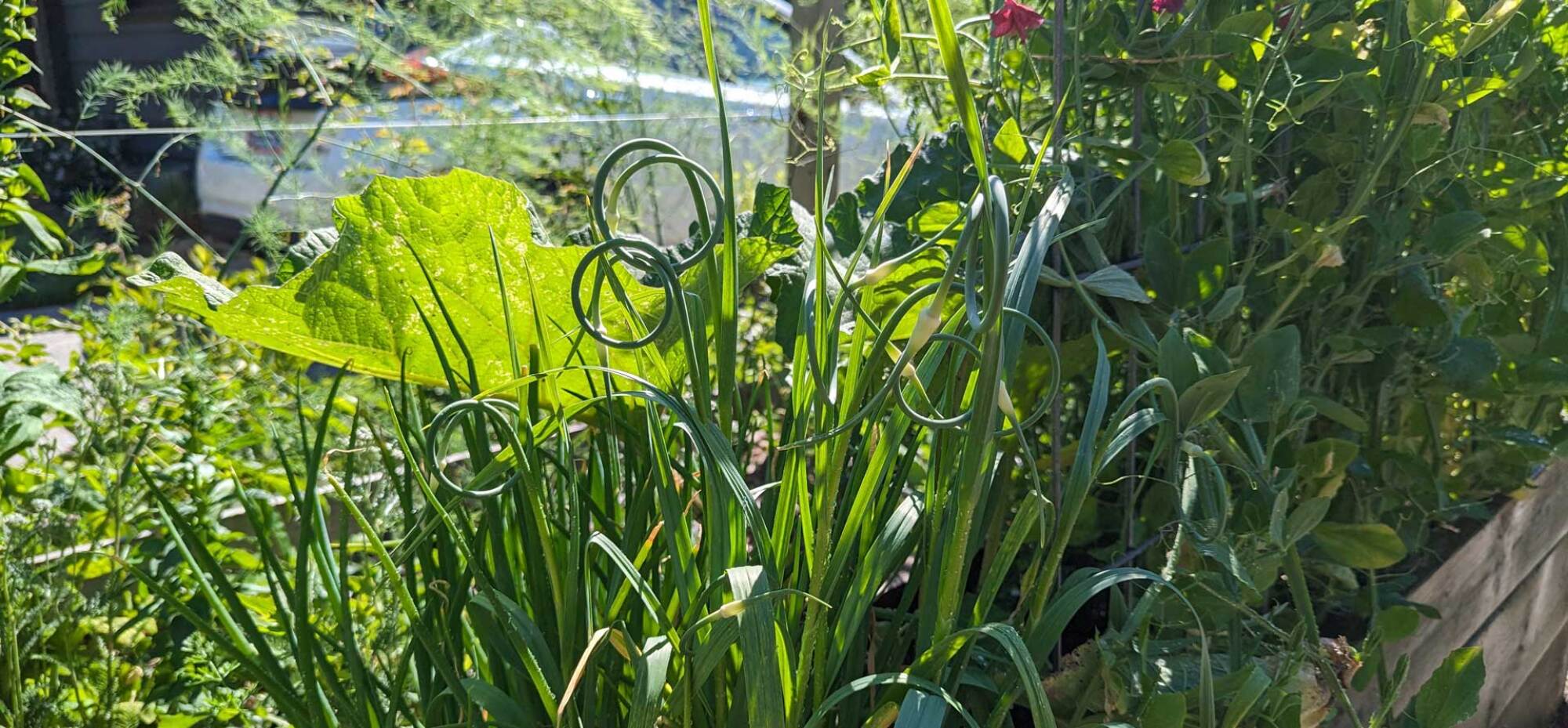 Scapes ready for harvest