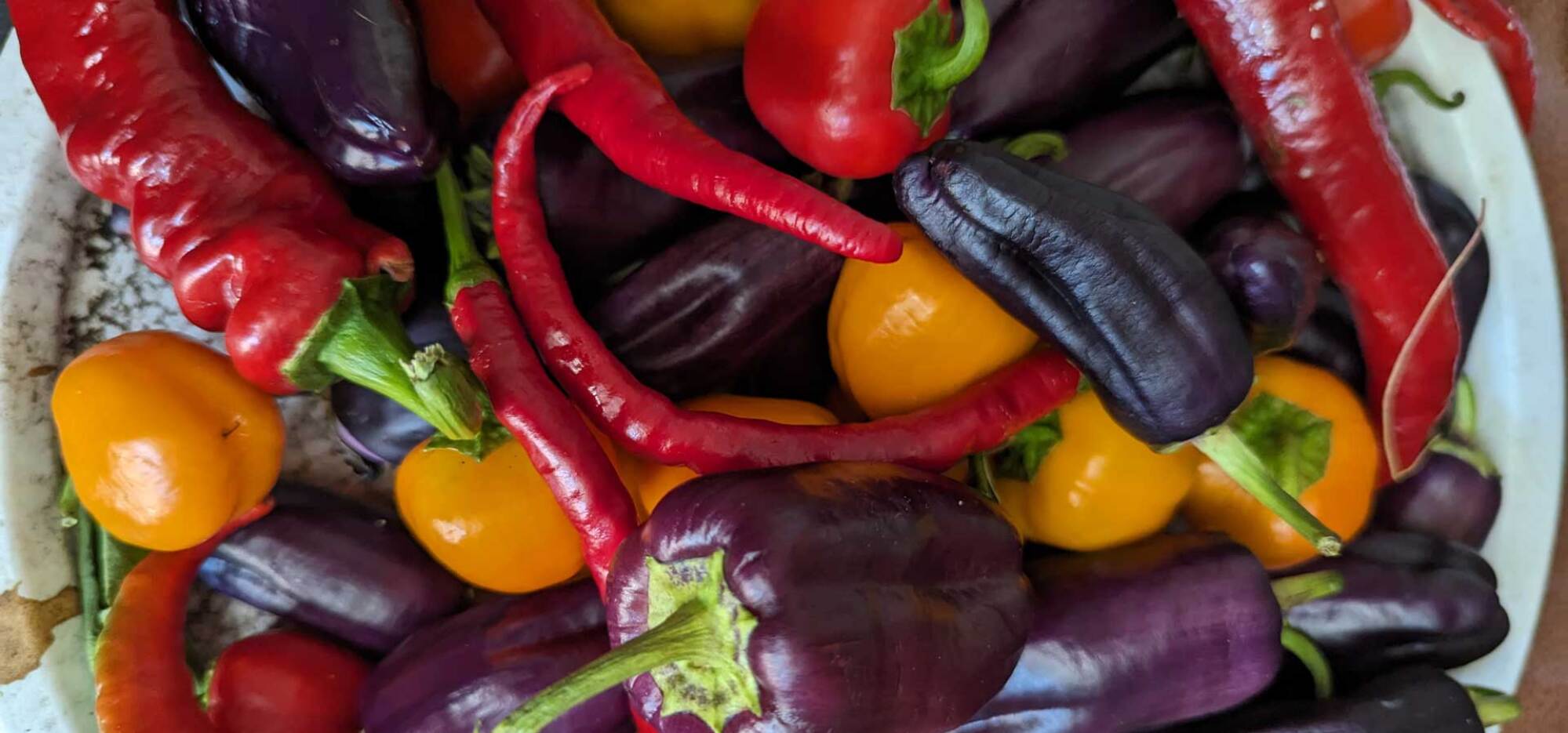 Peppers from the yard