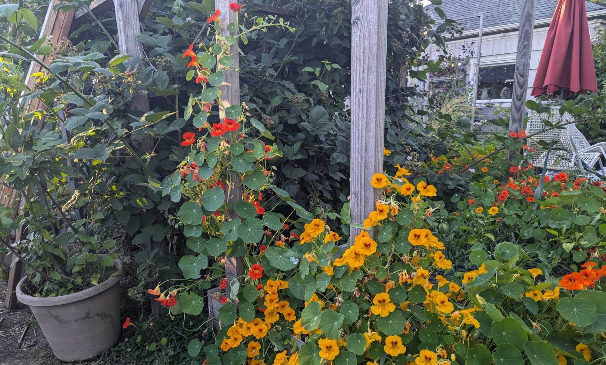 My garden in August