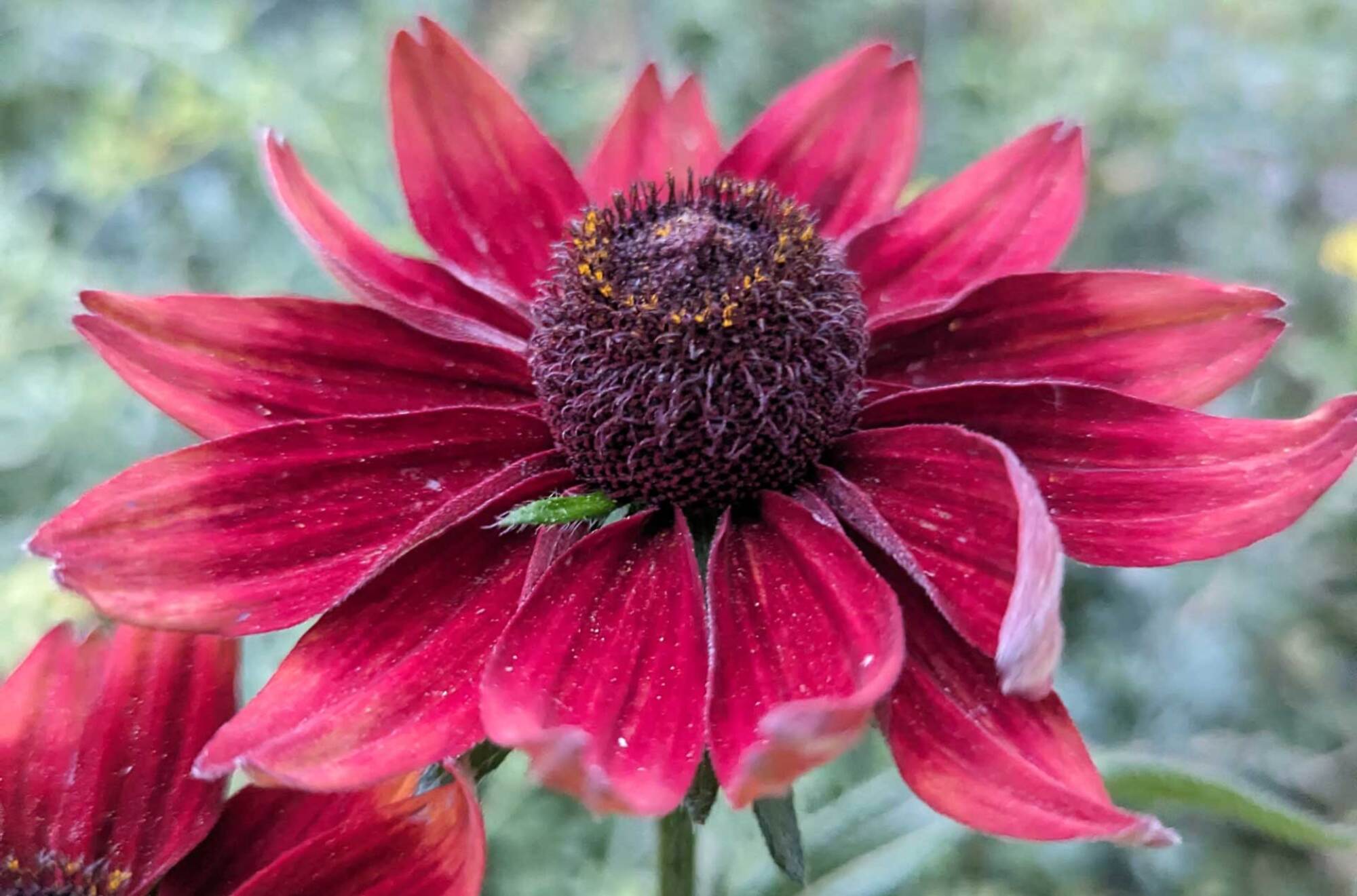 Coneflower flowers